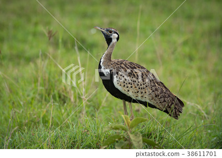 Black-bellied bustard with lifted head in grass 38611701