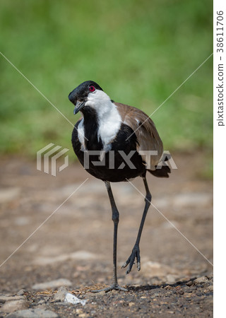 Blacksmith plover with cocked head lifting foot 38611706