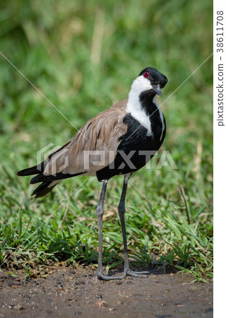 Blacksmith plover with head cocked beside grass 38611708