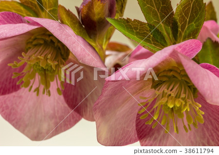 聖誕節玫瑰 38611794