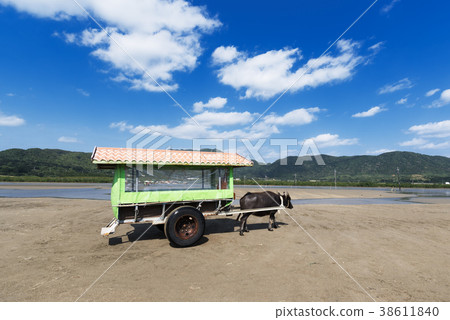 Water buffalo car of Yufu Island 38611840