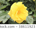 Gold Bunny 38611923