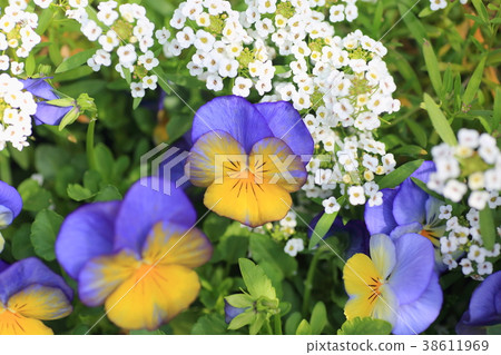 早春花中提琴 38611969