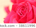 rose	 38611996