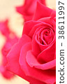 rose	 38611997