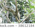 Water Dragon 38612184