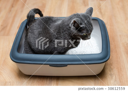 Cat using toilet, cat in litter box, for pooping 38612559