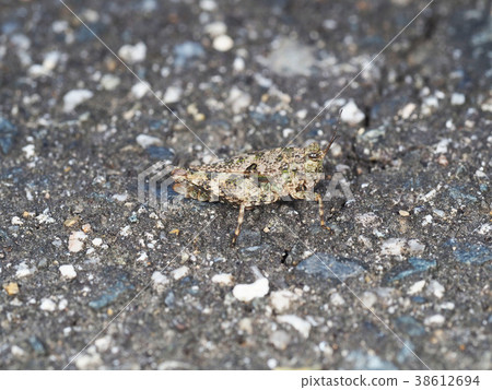 Hararahishibata 38612694