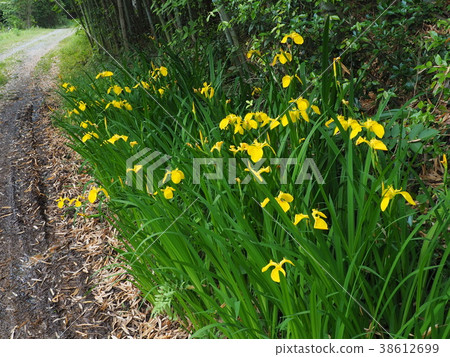 Yellow iris 38612699