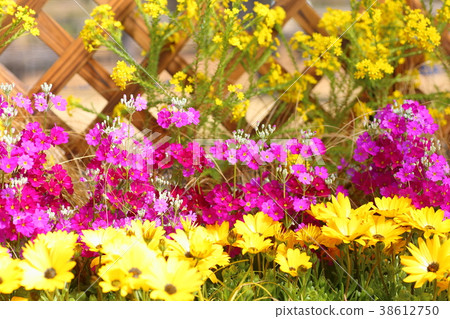 早春Primula Marcoides花 早春Primula Marcoides花 38612750