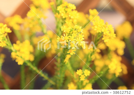 早春花朱莉婭Opgus Virginus 早春花朱莉婭Opgus Virginus 38612752
