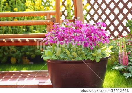 早春Primula Marcoides花 38612758