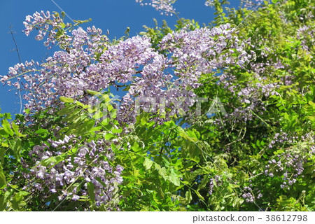 Wisteria flowers Wisteria flowers 38612798