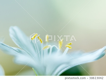 White Lewisian flowers 38613042