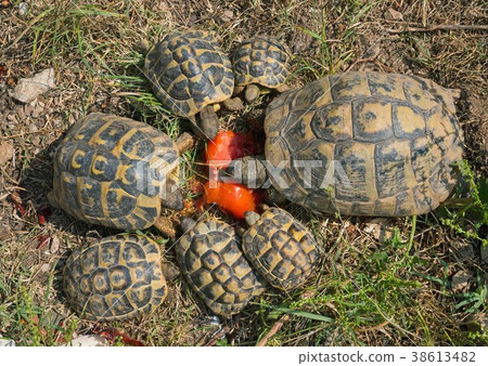 turtles hermann feeding turtles hermann feeding 38613482