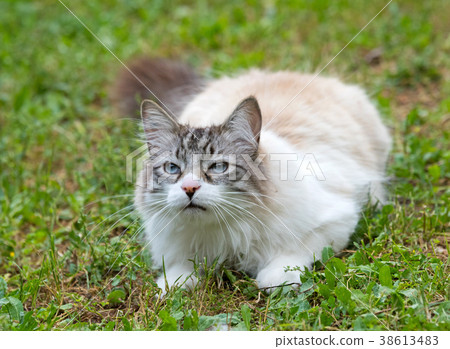 ragdoll cat in garden ragdoll cat in garden 38613483