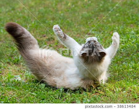 ragdoll cat in garden ragdoll cat in garden 38613484