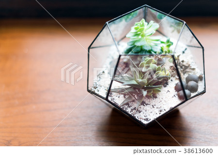 Mini succulent garden in glass terrarium on wooden 38613600