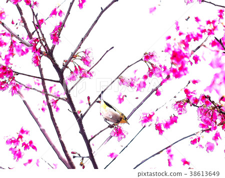 櫻花季節 38613649