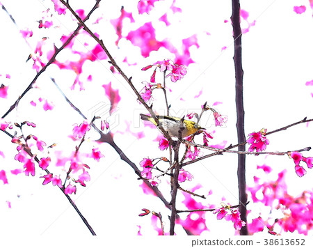 櫻花季節 38613652