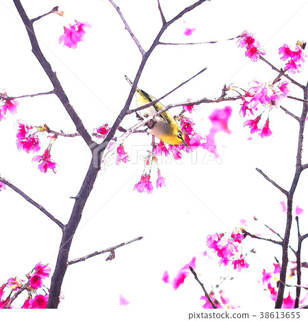 櫻花季節 38613655
