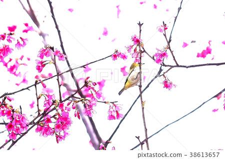 櫻花季節 38613657