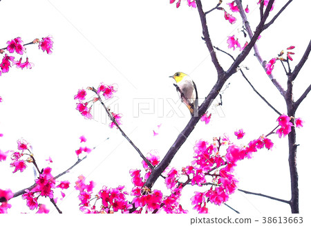 櫻花季節 38613663