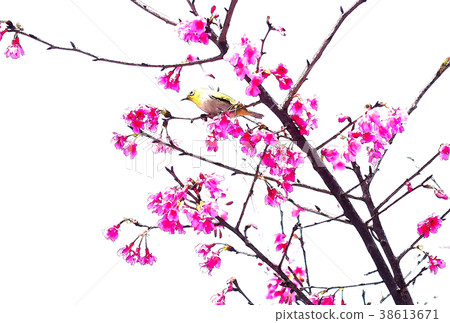 Cherry blossom season 38613671