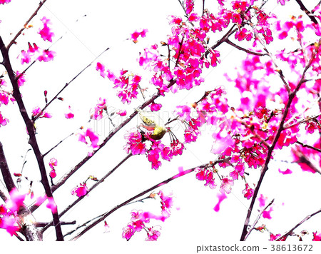 櫻花季節 38613672