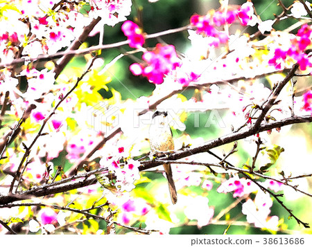 櫻花季節 38613686