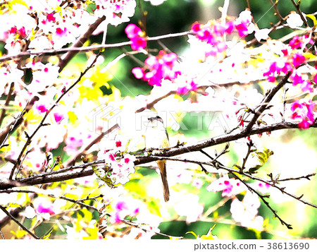 Cherry blossom season 38613690