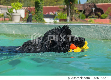 newfoundland dog in swimming pool newfoundland dog in swimming pool 38613842