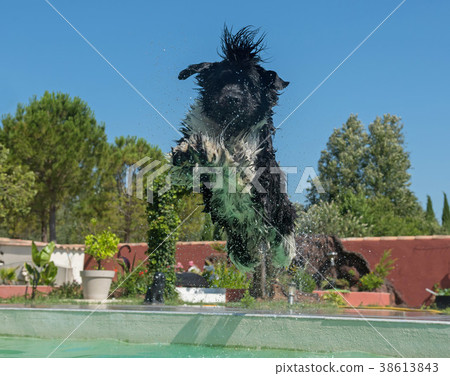newfoundland dog in swimming pool 38613843