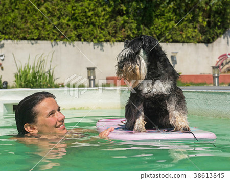 miniature schnauzer and swimming pool 38613845
