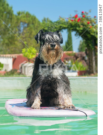 miniature schnauzer and swimming pool 38613847