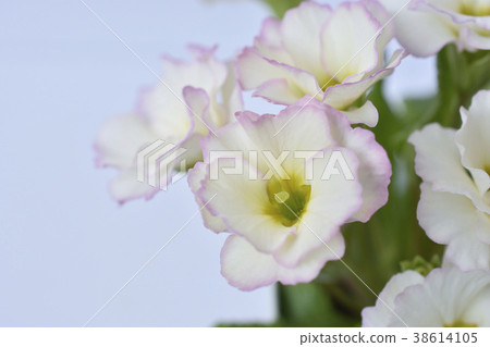 Primula Julian 38614105