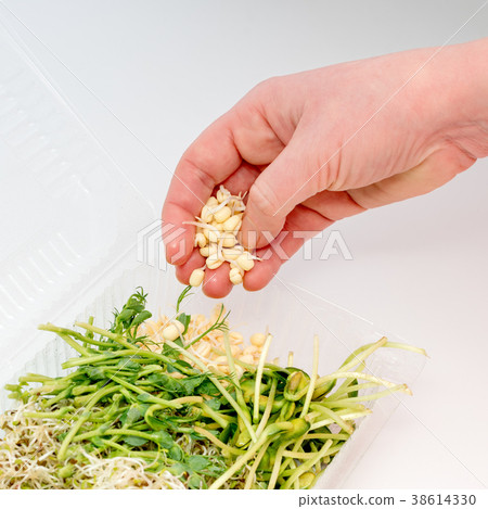 Woman hand holding micro greens. Plastic container 38614330