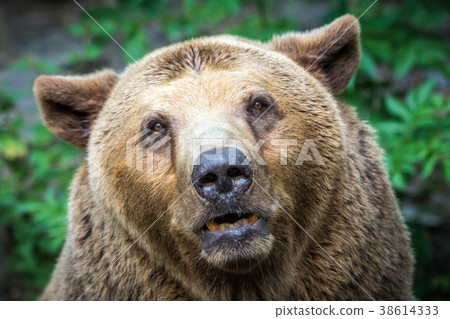 Bear's front view. Bear's front view. 38614333
