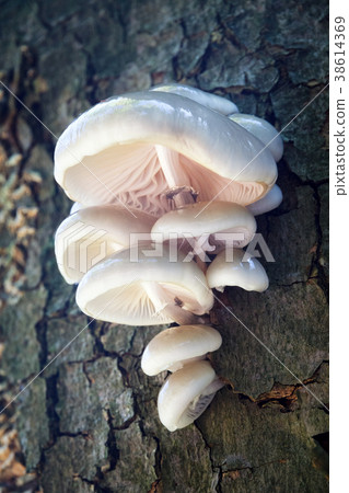 porcelain fungus porcelain fungus 38614369