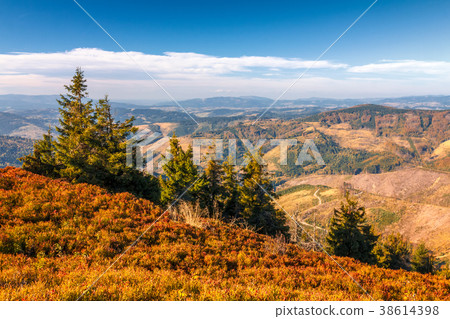 Autumn mountainous landscape with spruce trees. 38614398