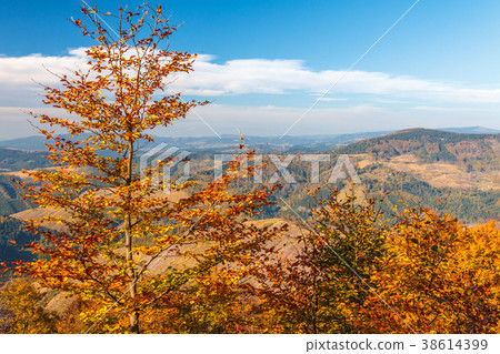 Trees in the foreground autumn landscape. 38614399