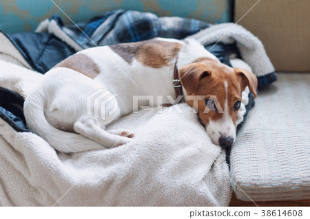 Cute jack russell dog sleeping on the warm jacket Cute jack russell dog sleeping on the warm jacket 38614608