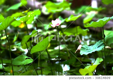 Lotus Lotus 38614609