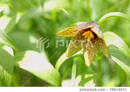 Miyama Kuroyuri 38614651