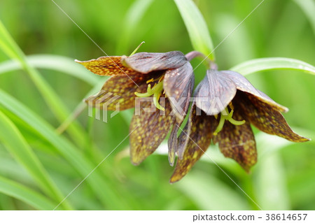 Miyama Kuroyuri 38614657