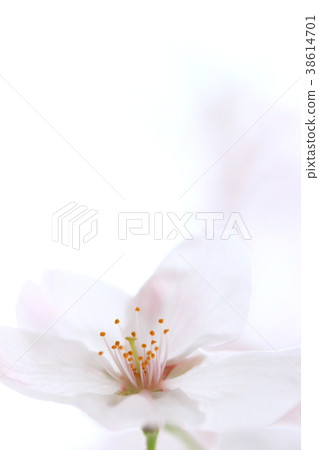 White cherry blossoms White cherry blossoms 38614701