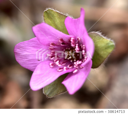 Snow race Snow race 38614713