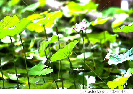 荷花 38614763
