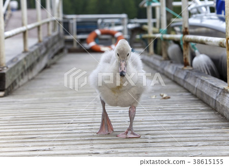 The baby bird of a swan on the mooring The baby bird of a swan on the mooring 38615155