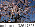 Apricot 38615223